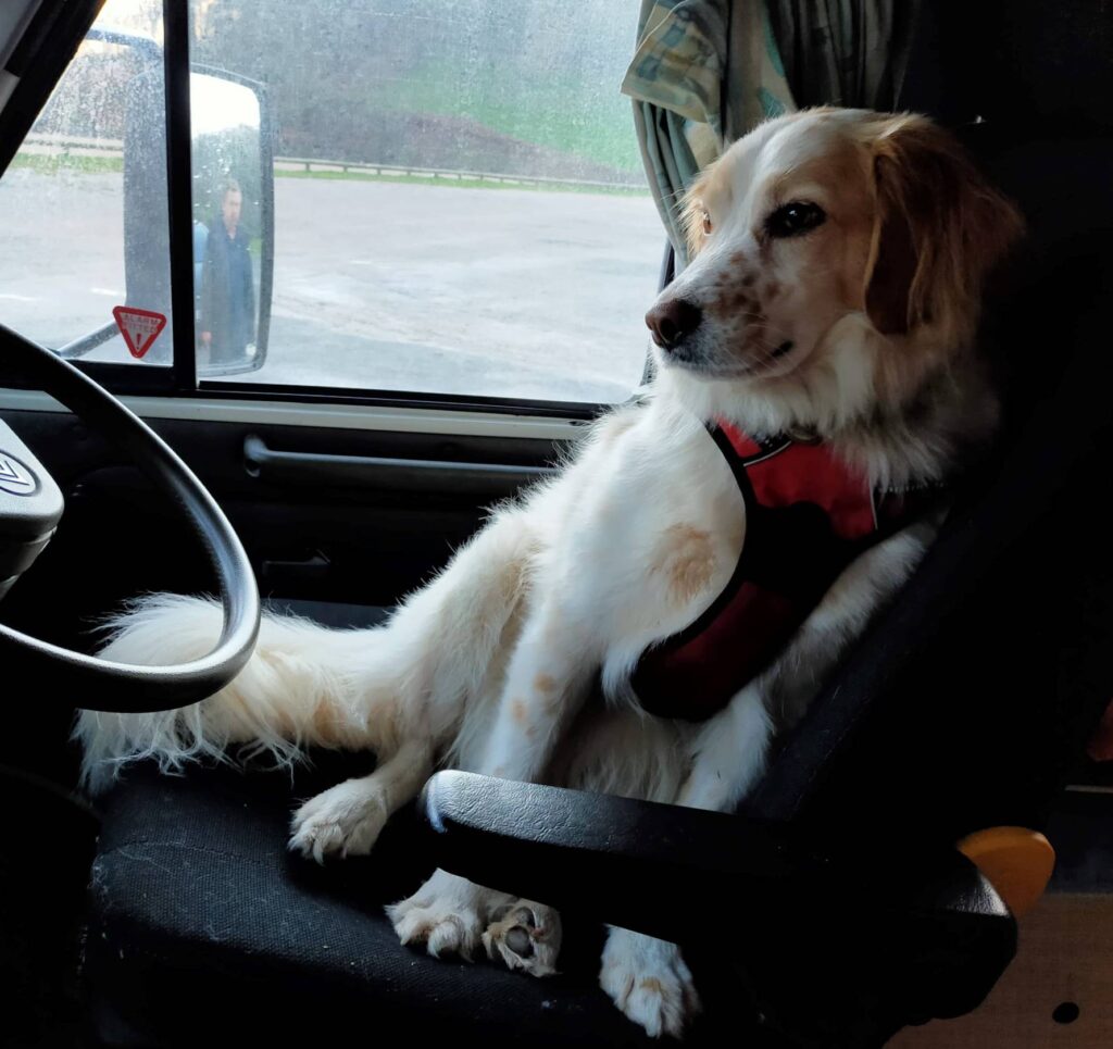Zeus in the drivers seat of Doris - Travelling Cook - A Chef On Tour