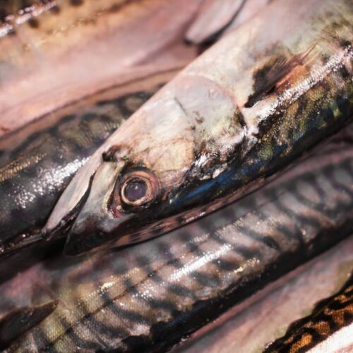 Fresh Mackerel