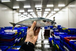 Read more about the article Soused Mackerel