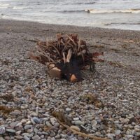 NC500: Driftwood