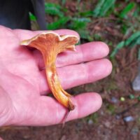 NC500: Chanterelle