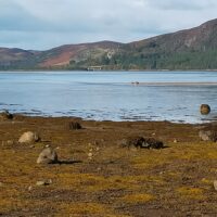 NC500: Seals at Loch Fleet