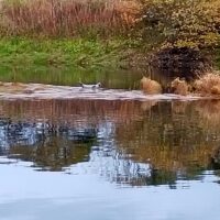 NC500: Harbour Seals