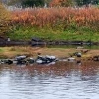 NC500: Harbour Seals