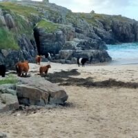 NC500: Cows on the beach