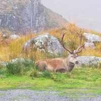 NC500: Stag