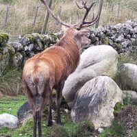 NC500: Stag