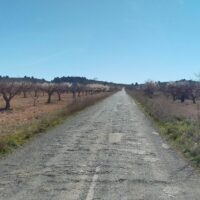 A road through the Spanish orchards in bloom that has seen better days