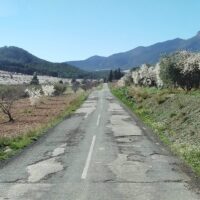 High quality road through almond trees in blossom in southern Spain
