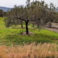 Journey to Nafplio, Greece