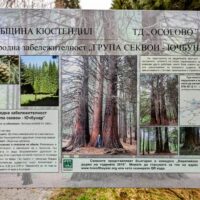Old Sequoia Trees, Bulgaria