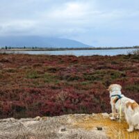 Moustos Wetlands, Greece