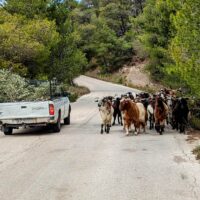 Local Hazard, Perachora Peninsula, Greece