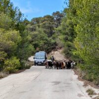 Local Hazard, Perachora Peninsula, Greece