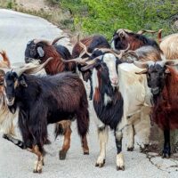 Local Hazard, Perachora Peninsula, Greece