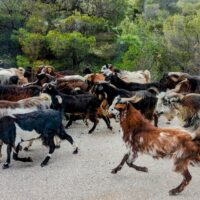 Local Hazard, Perachora Peninsula, Greece