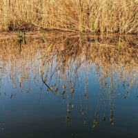 Reflections of a reed bed