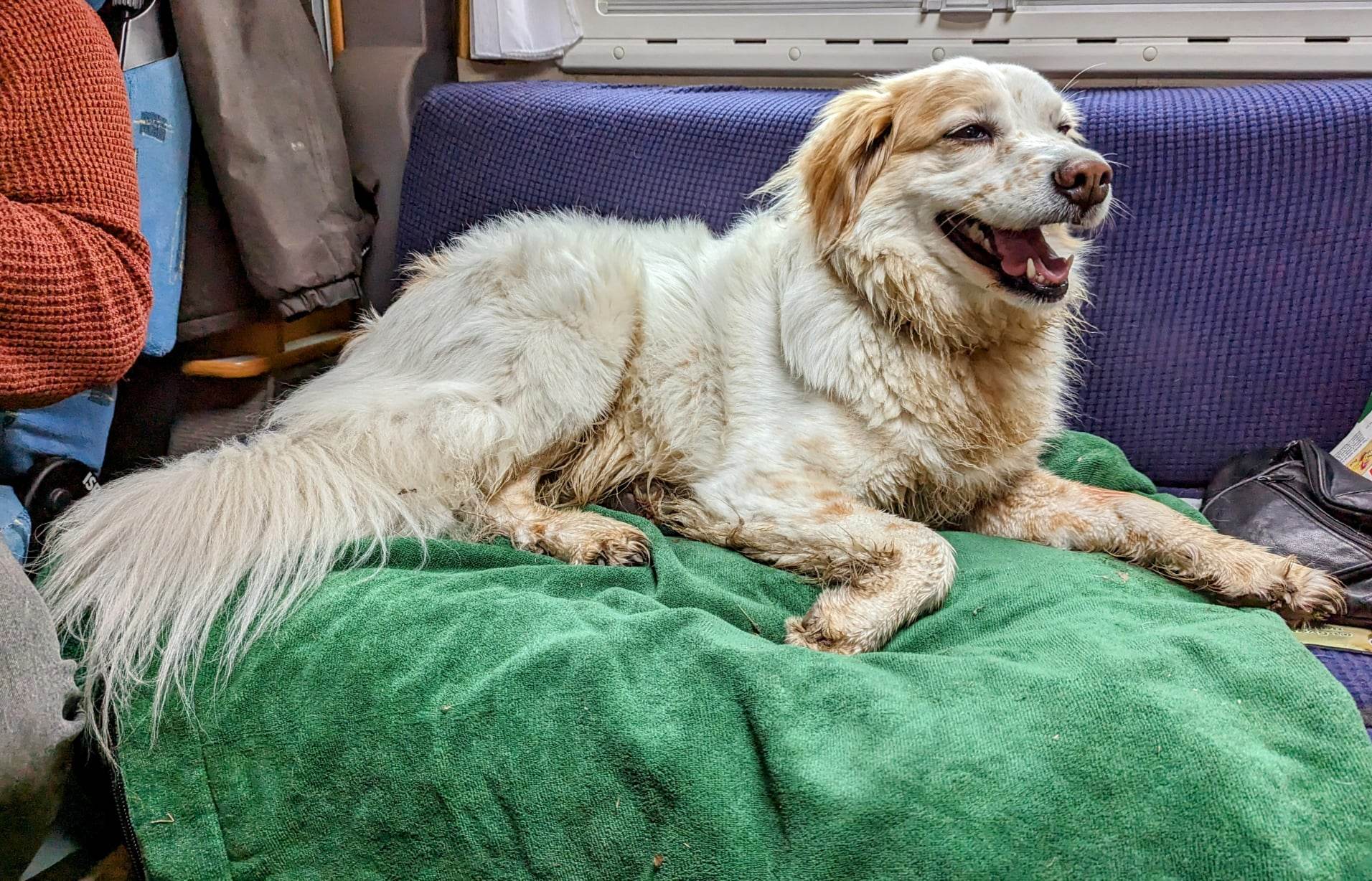 Voyager au Maroc avec un Animal de Compagnie : Exigences Essentielles et Précautions de Santé