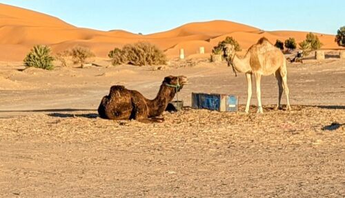 Two camels waiting in the camel park at Merzouga. The dunes can be seen in the background